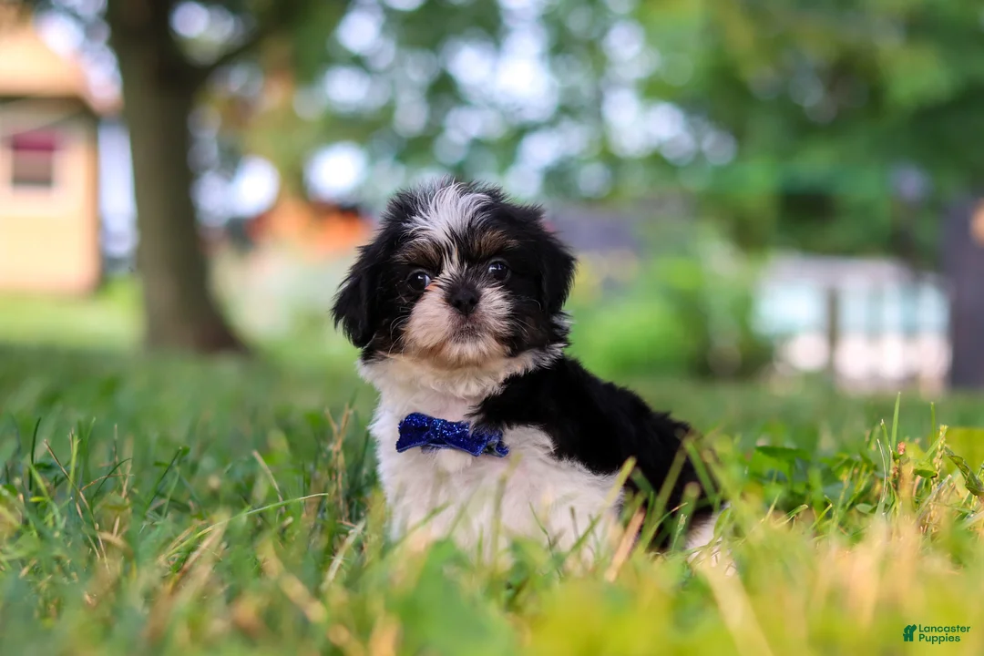 Shih Tzu dogs for sale: Ray - Ad 2