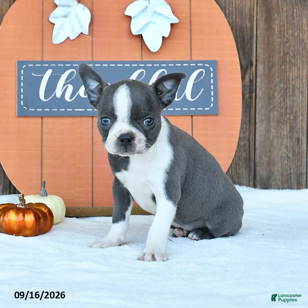 Boston Terrier dogs for sale: Autumn - Ad 2