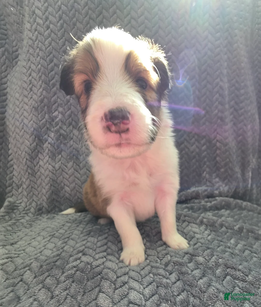 Shetland Sheepdog dogs for sale: Falco - Ad 4