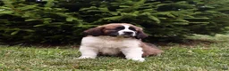 Saint Berdoodles dogs for sale: Bo - Ad 11
