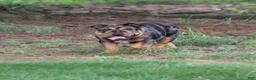 English Bulldog dogs for sale: English Bulldog 1 - Ad 8