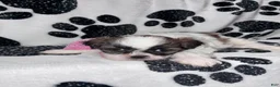 Shih Tzu dogs for sale: Cinnamon  - Ad 12