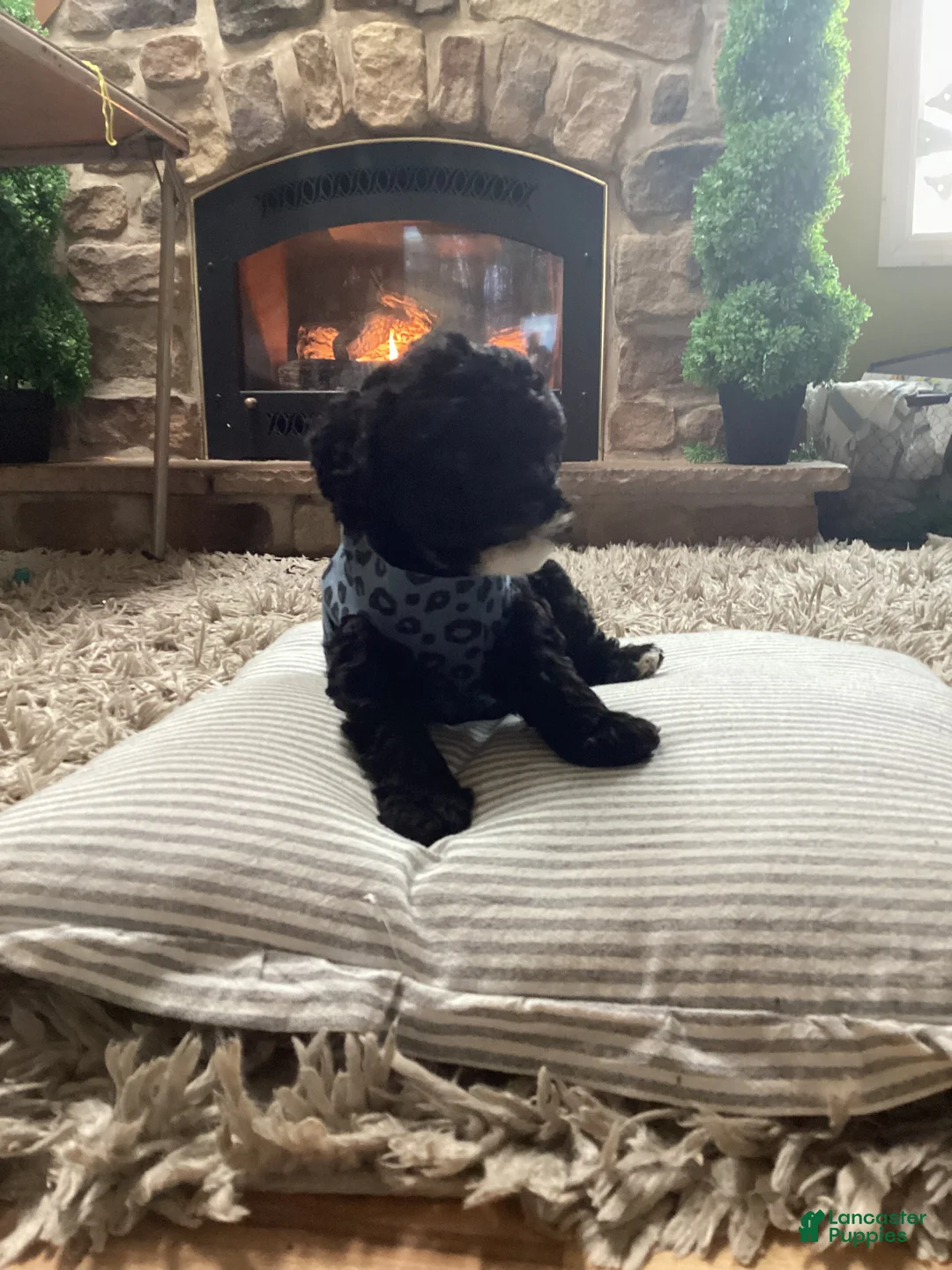 Mini Goldendoodle dogs for sale: Benji - Ad 1