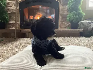 Mini Goldendoodle dogs for sale: Benji - Ad 4