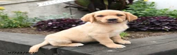 Labrador Retriever dogs for sale: Kitty - Ad 4