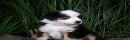Miniature Australian Shepherd dogs for sale: Rex - Ad 2