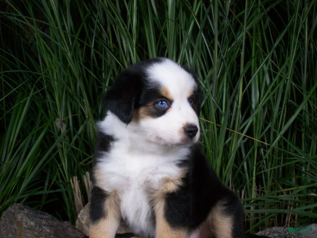 Miniature Australian Shepherd dogs for sale: Rex - Ad 2