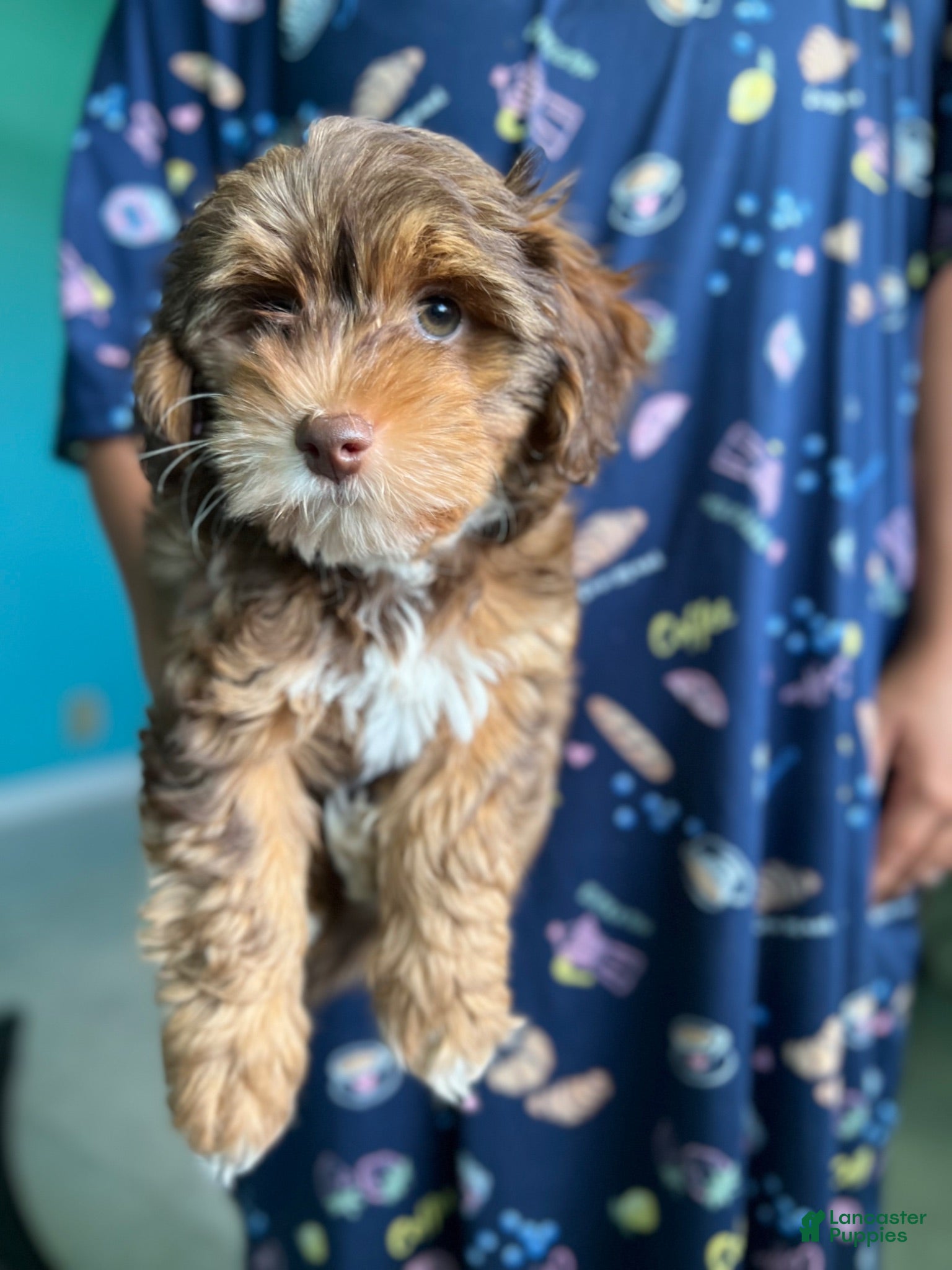 Yorkiepoo dogs Yorkiepoo 1 - Ad 6