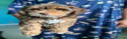 Yorkiepoo dogs for sale: Yorkiepoo 1 - Ad 1