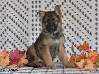 German Shepherd dogs - Ad 27