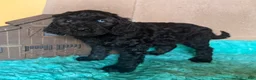 Labradoodle dogs for sale: Labradoodle 3 - Ad 5