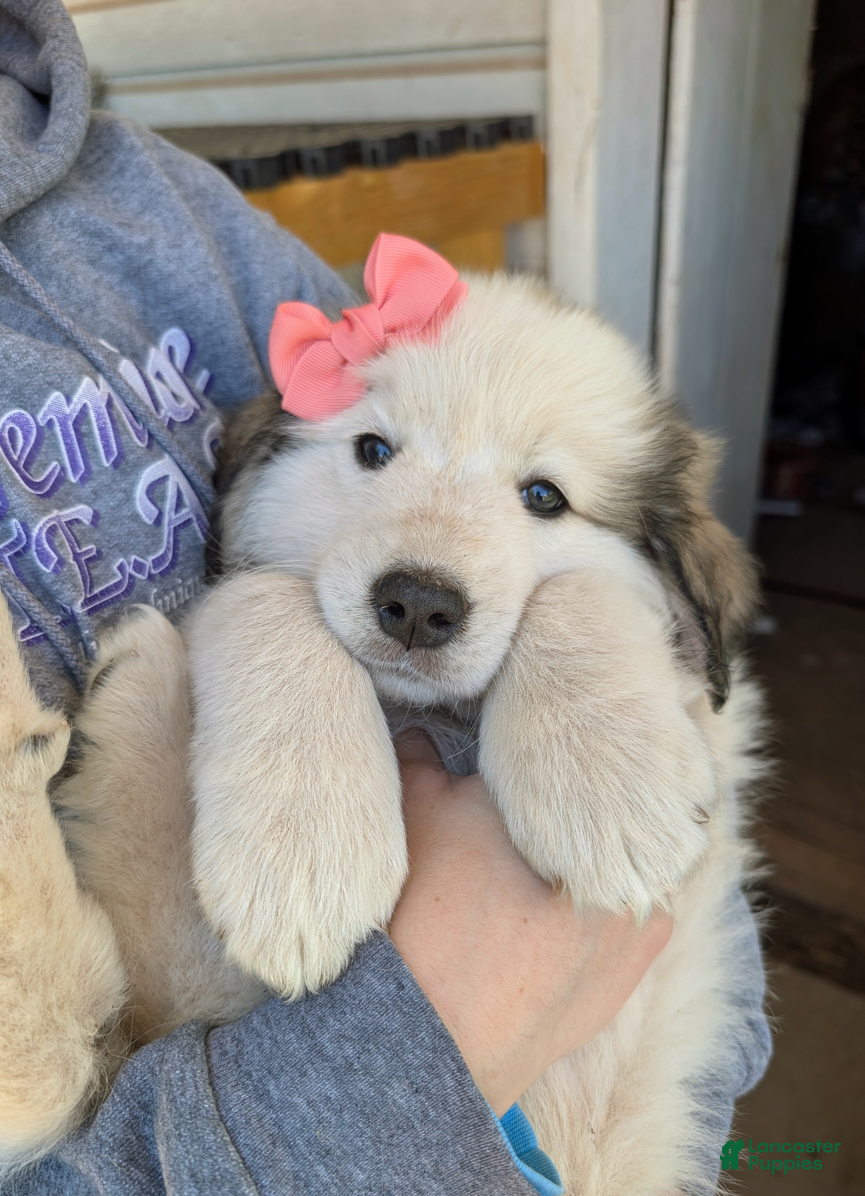 Mixed Breed dogs Morgan - Ad 1