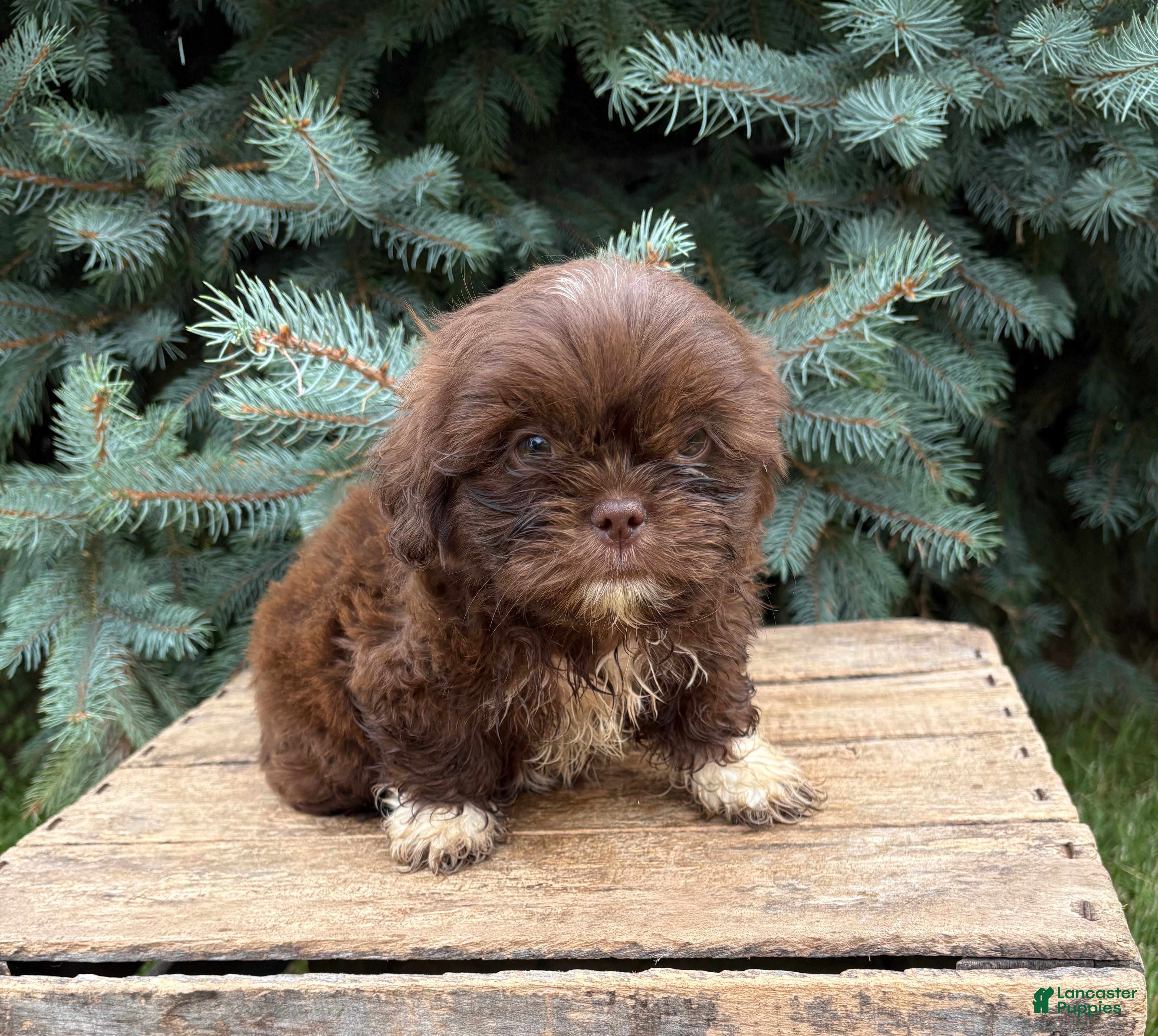 Shih Tzu dogs Lennon - Ad 2