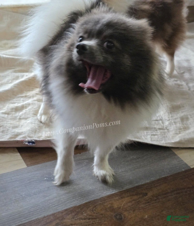 Pomeranian dogs Paris - Blue and White (parti) -Young Adult AKC full no reg option - Ad 14