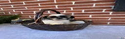 Shih Tzu dogs for sale: Peggy Sue  - Ad 5