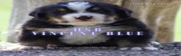 Bernese Mountain Dog dogs for sale: Bernese Mountain Dog Male 1 - Ad 1