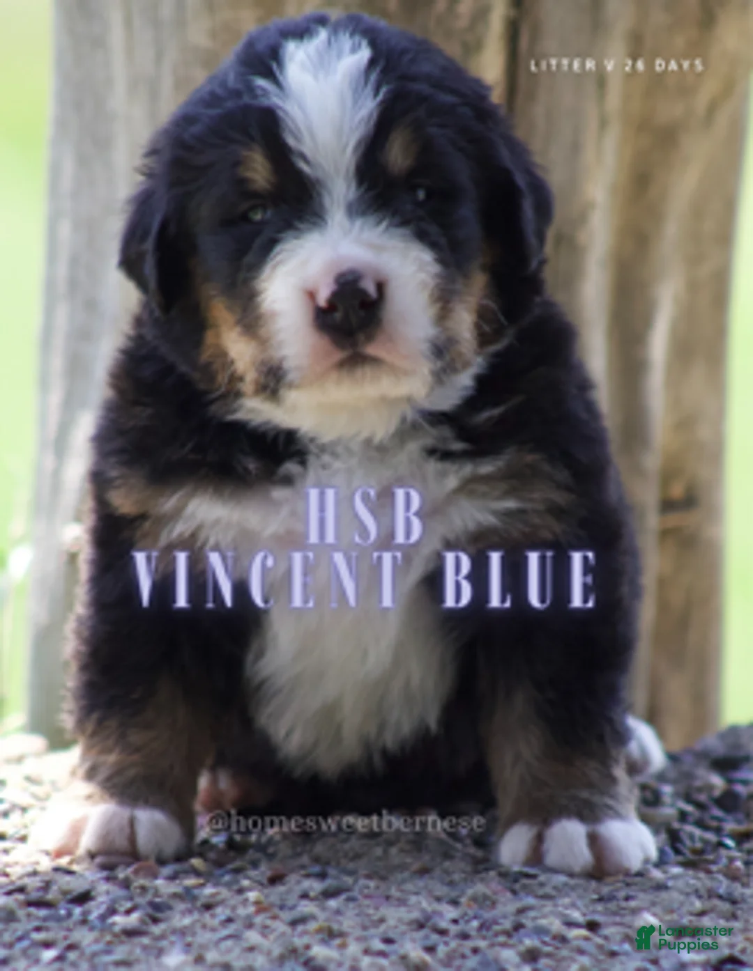 Bernese Mountain Dog dogs for sale: Bernese Mountain Dog Male 1 - Ad 1