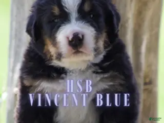 Bernese Mountain Dog dogs Bernese Mountain Dog Male 1 - Ad 26