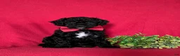 Miniature Poodle dogs for sale: Nolan - Ad 3