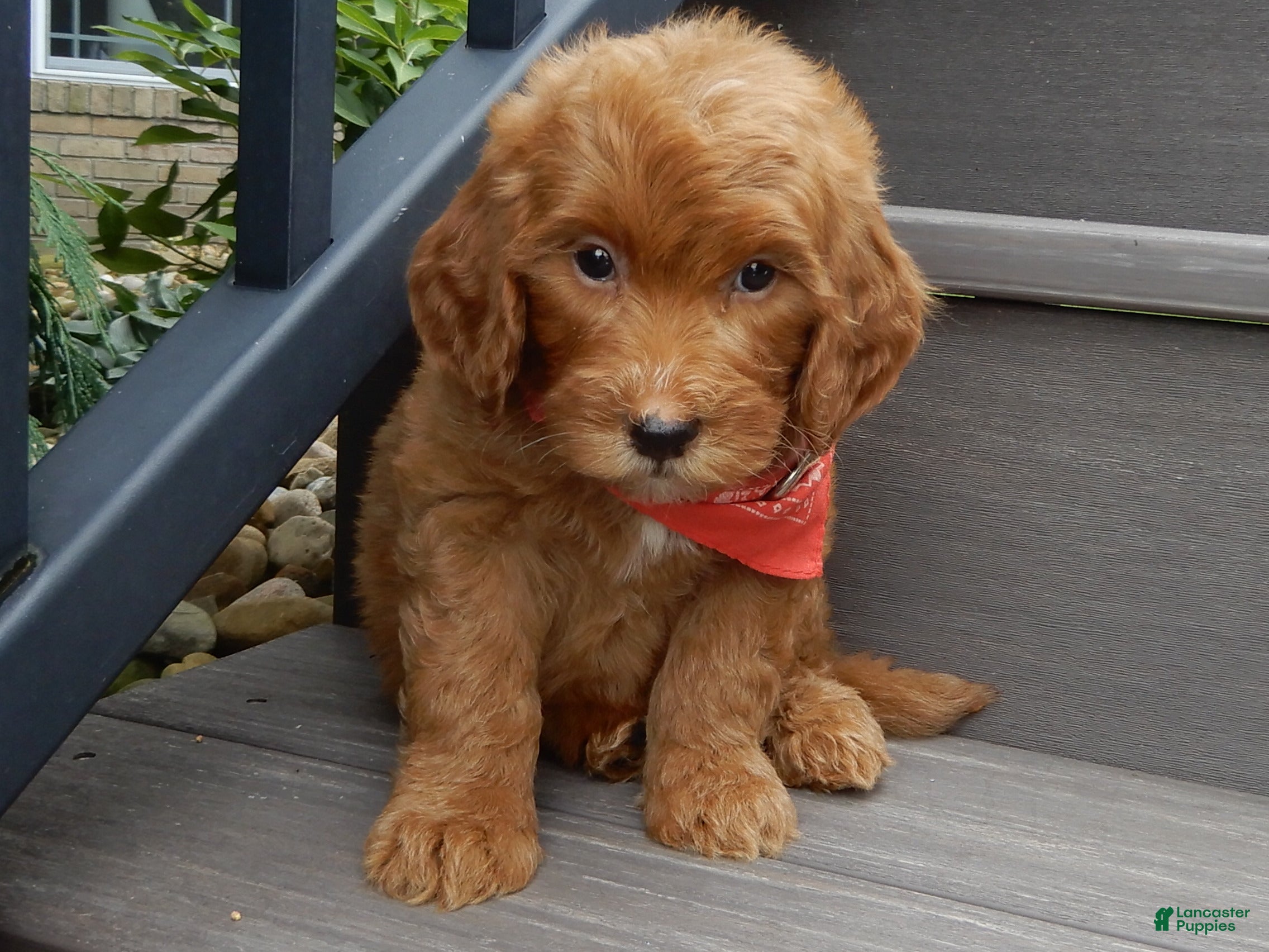 Mini Goldendoodle dogs Bingo - Ad 1