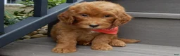 Mini Goldendoodle dogs for sale: Bingo - Ad 1