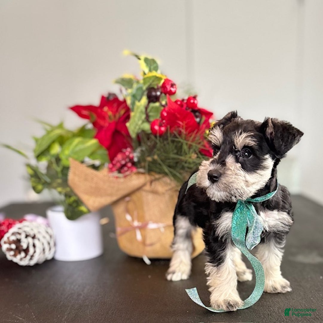 Miniature Schnauzer dogs for sale: Sparky - Ad 9