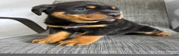 Rottweiler dogs for sale: Lacie - Ad 15
