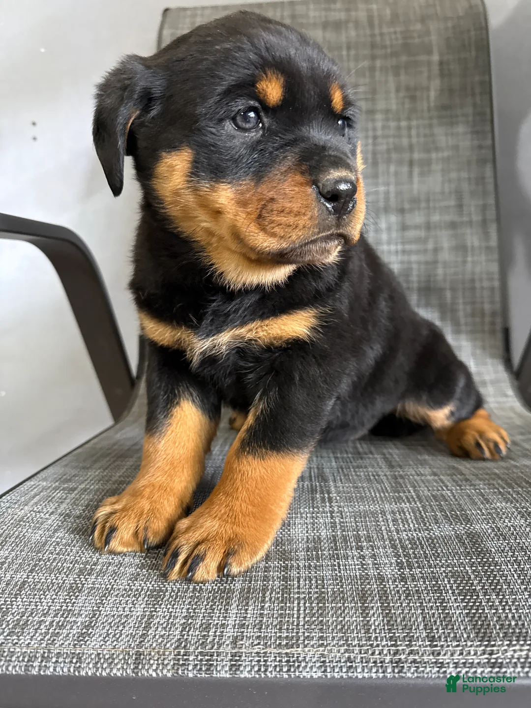 Rottweiler dogs for sale: Lacie - Ad 15