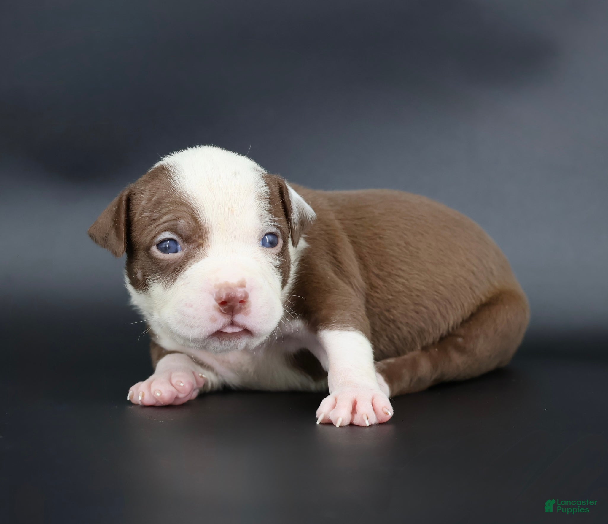 American Bully dogs Scarlet - Ad 32