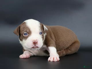 American Bully dogs Scarlet - Ad 32
