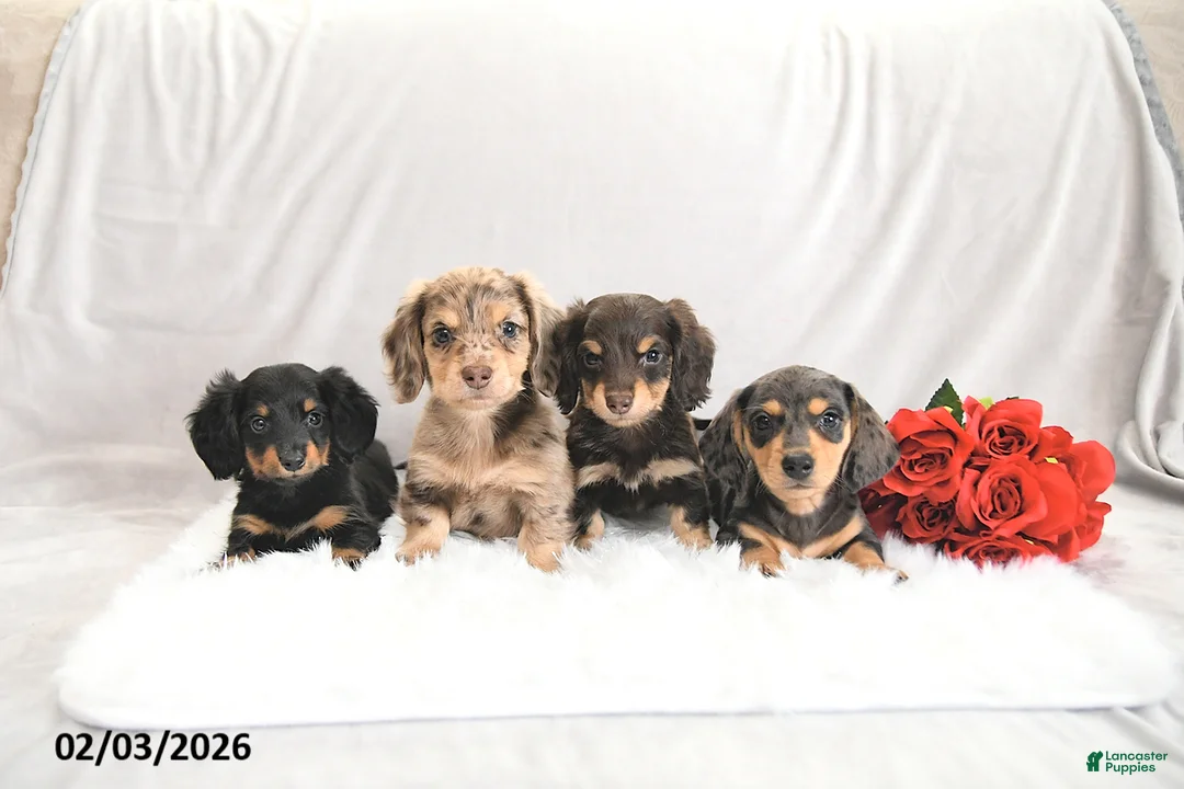 Miniature Dachshund dogs for sale: Pixie - Ad 3