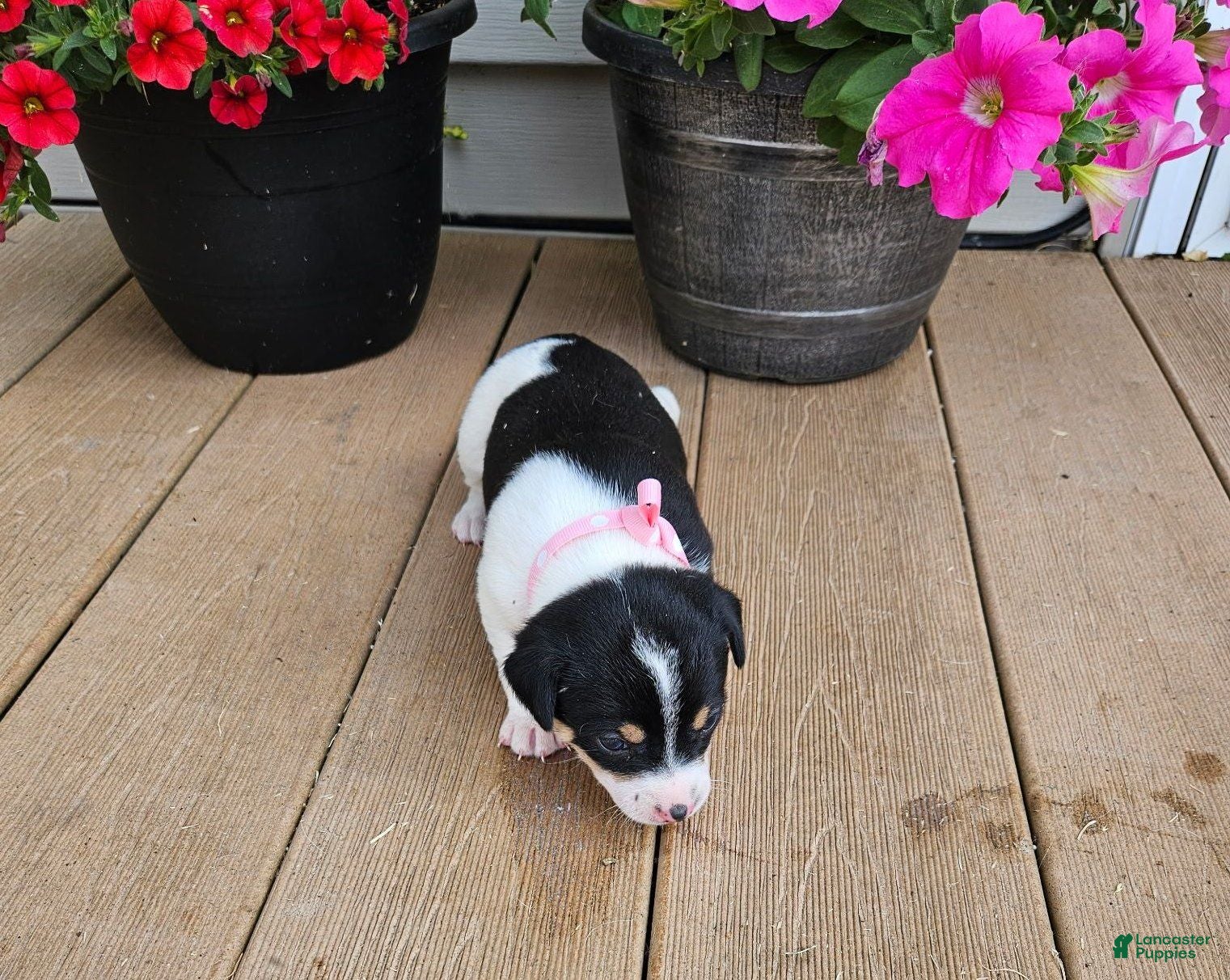 Rat Terrier dogs Lacy - Ad 1