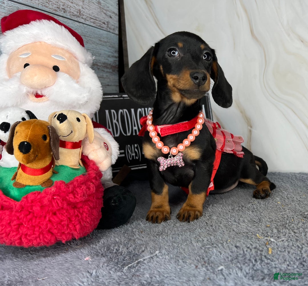 Miniature Dachshund dogs for sale: AKC Champion import - Ad 10