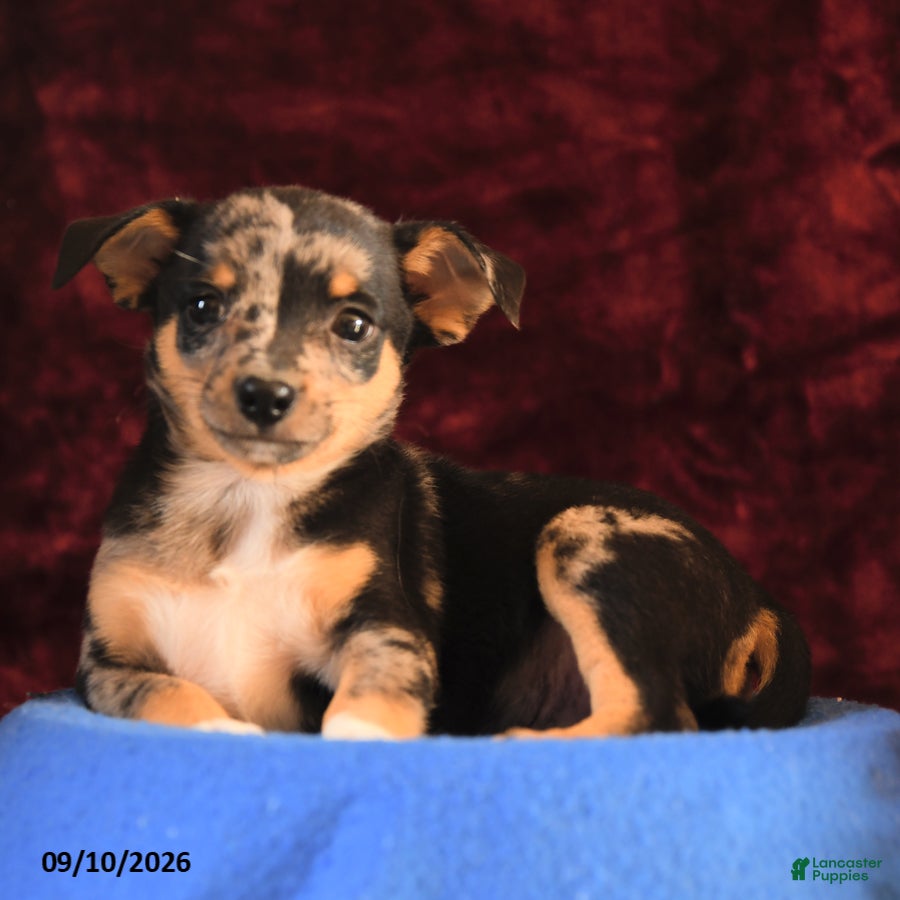 Chihuahua dogs Jasper - Ad 2