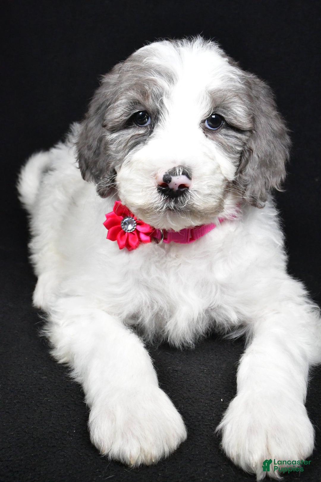 Sheepadoodle dogs for sale: Marsha - Ad 4