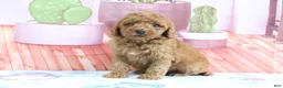 Mini Goldendoodle dogs for sale: Hazel - Ad 3