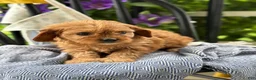 Cavapoo dogs for sale: Jinger - Ad 8