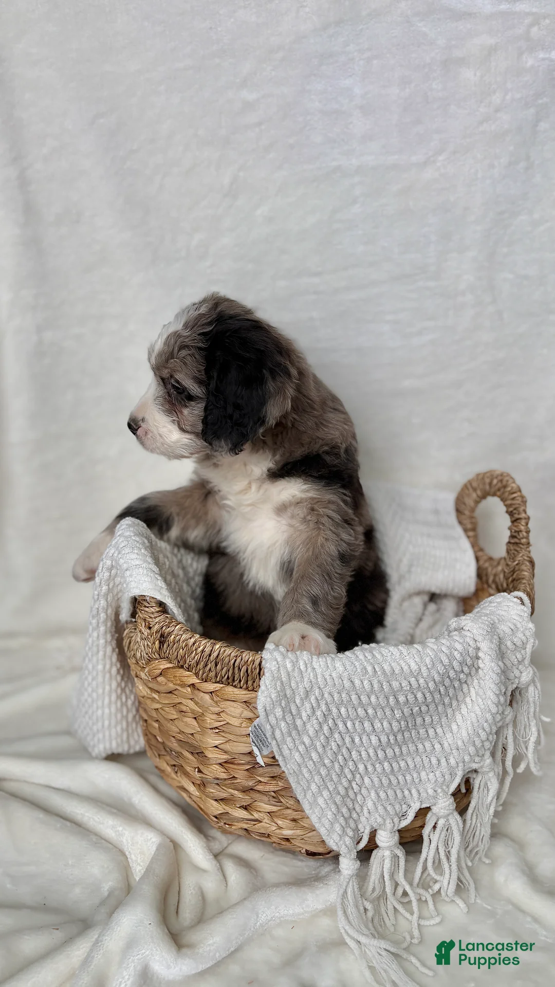 Bernedoodle dogs for sale: Rocky - Ad 9