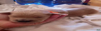Golden Retriever Female 3