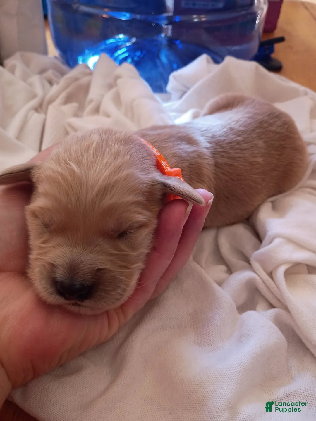 Golden Retriever dogs for sale: Golden Retriever Female 3 - Ad 1