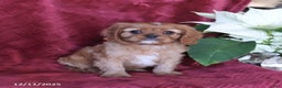Cavalier King Charles Spaniel dogs for sale: Amber - Ad 2