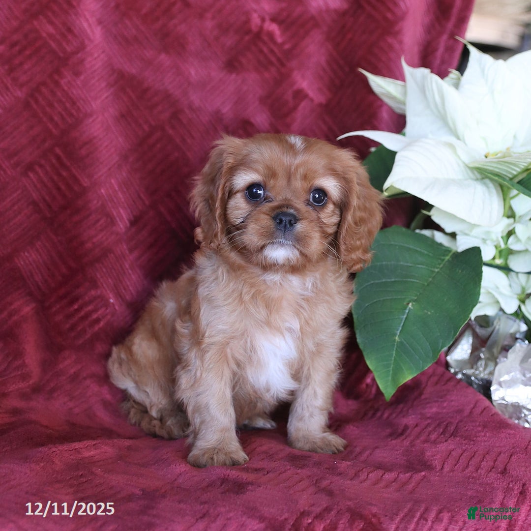 Cavalier King Charles Spaniel dogs for sale: Amber - Ad 2