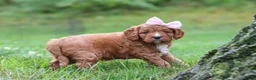 Cavapoo dogs for sale: Willow - Ad 4