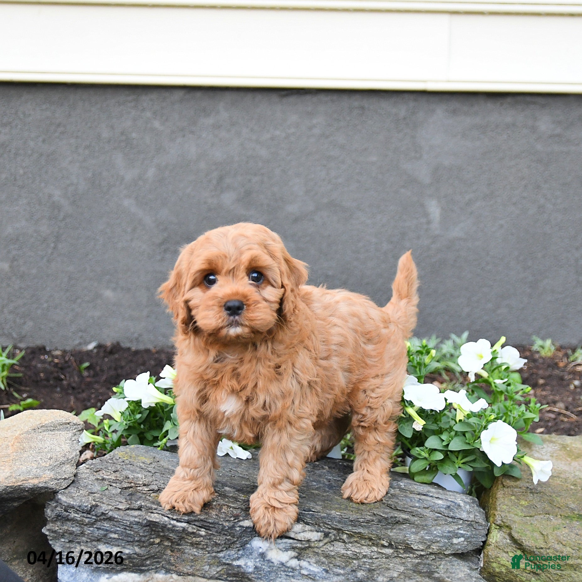 Cavapoo dogs Ernie - Ad 2