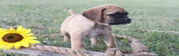 Puggle dogs for sale: Annabel - Ad 3