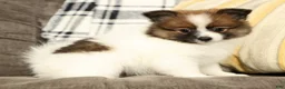 Pomeranian dogs for sale: Molly - Ad 6