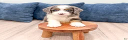 Mini Bernedoodle dogs for sale: Scarlett - Ad 4