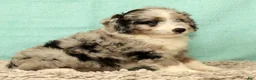 Mini Aussiedoodle dogs for sale: Max - Ad 3