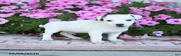 Jack Russell Terrier dogs for sale: Theodore - Ad 3
