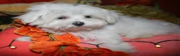Maltese dogs for sale: Chester - Ad 5